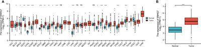 Long Noncoding RNA SNHG7 Is a Diagnostic and Prognostic Marker for Colon Adenocarcinoma